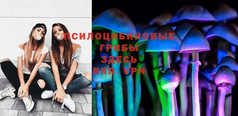 Галлюциногенные грибы Psilocybe  закладка  Кондрово 